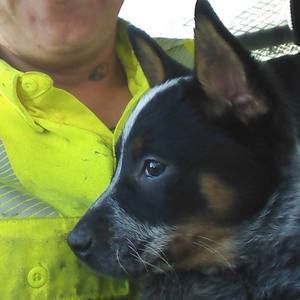 Meet your Posher, Desiree